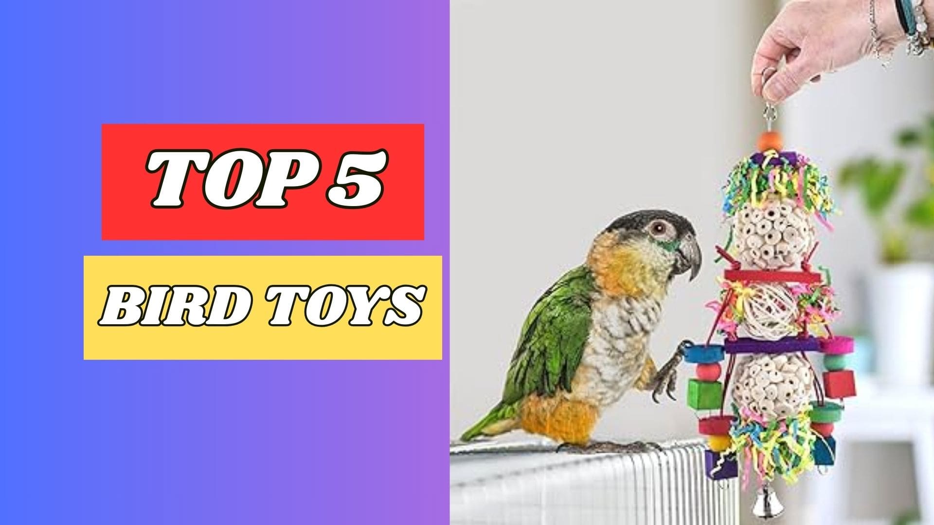 Best Bird Toys